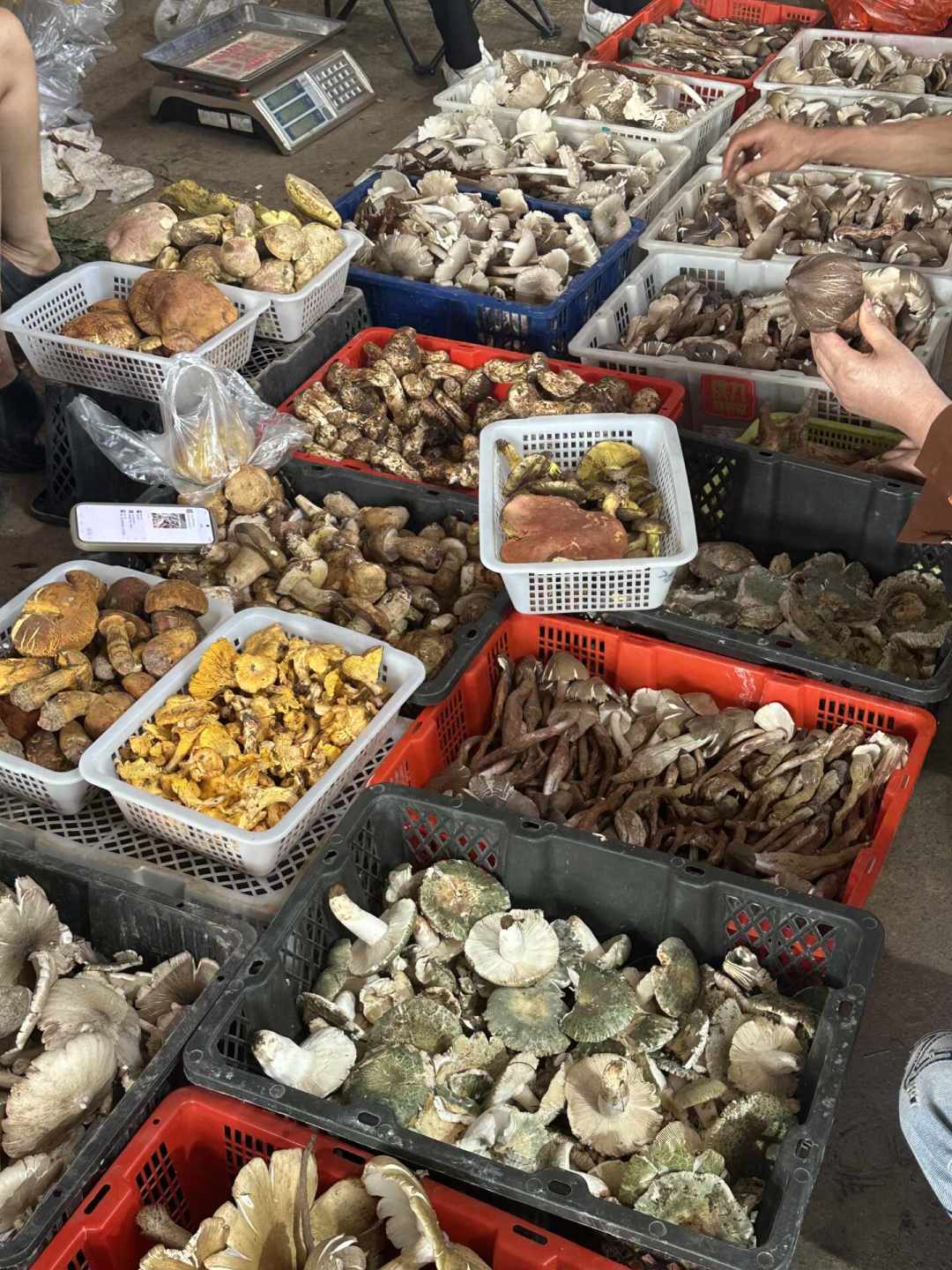 菌子季进入倒计时：我把木水花的避坑帖、本地人评论区和官方提醒整理成了一份买菌攻略