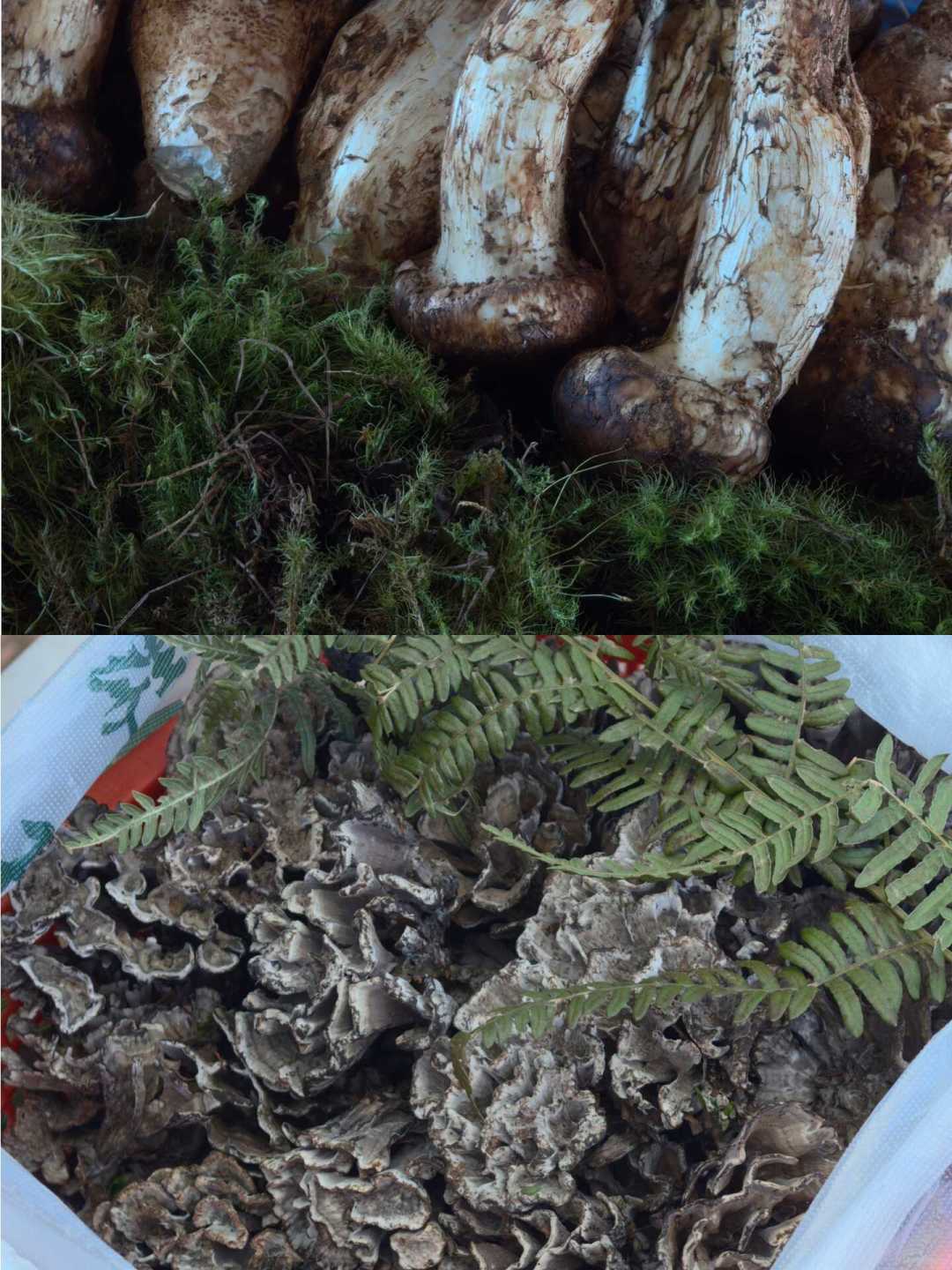 菌子季进入倒计时：我把木水花的避坑帖、本地人评论区和官方提醒整理成了一份买菌攻略