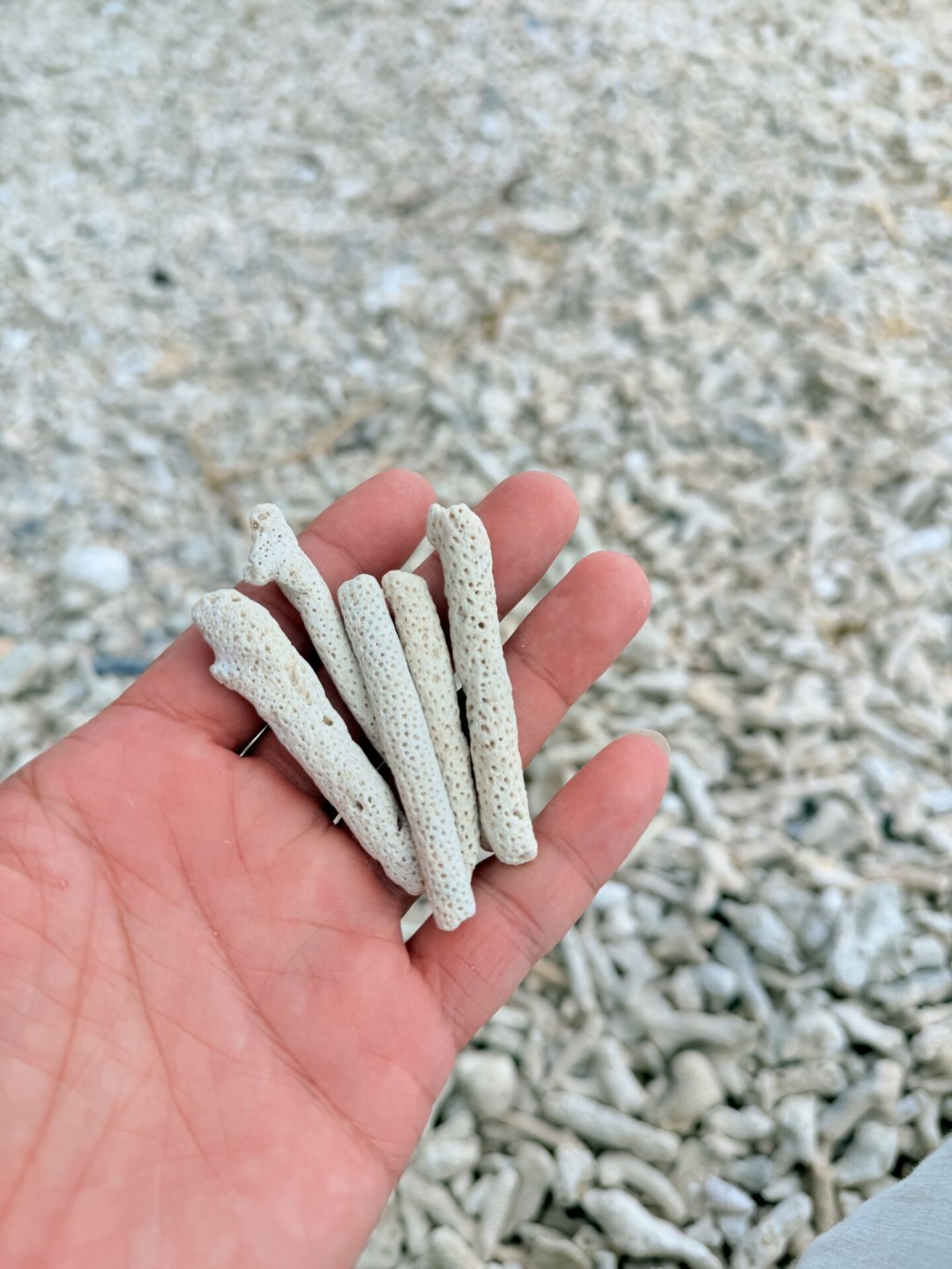 最高法刚发布典型案例,19人因珊瑚获刑:石珊瑚全物种已是二级保护动物,珊瑚缸玩家还能买什么?