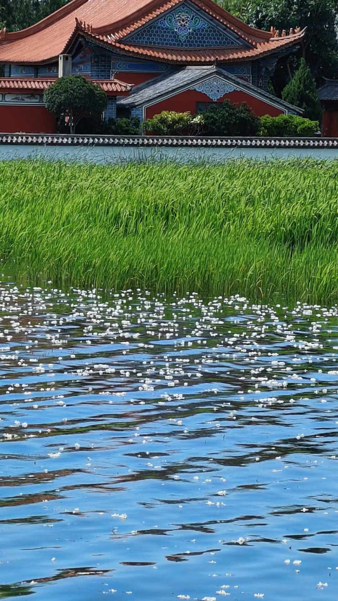 环洱海的附加题:海菜花正处盛花期,95万平方米“水下星空”怎么一次性看到