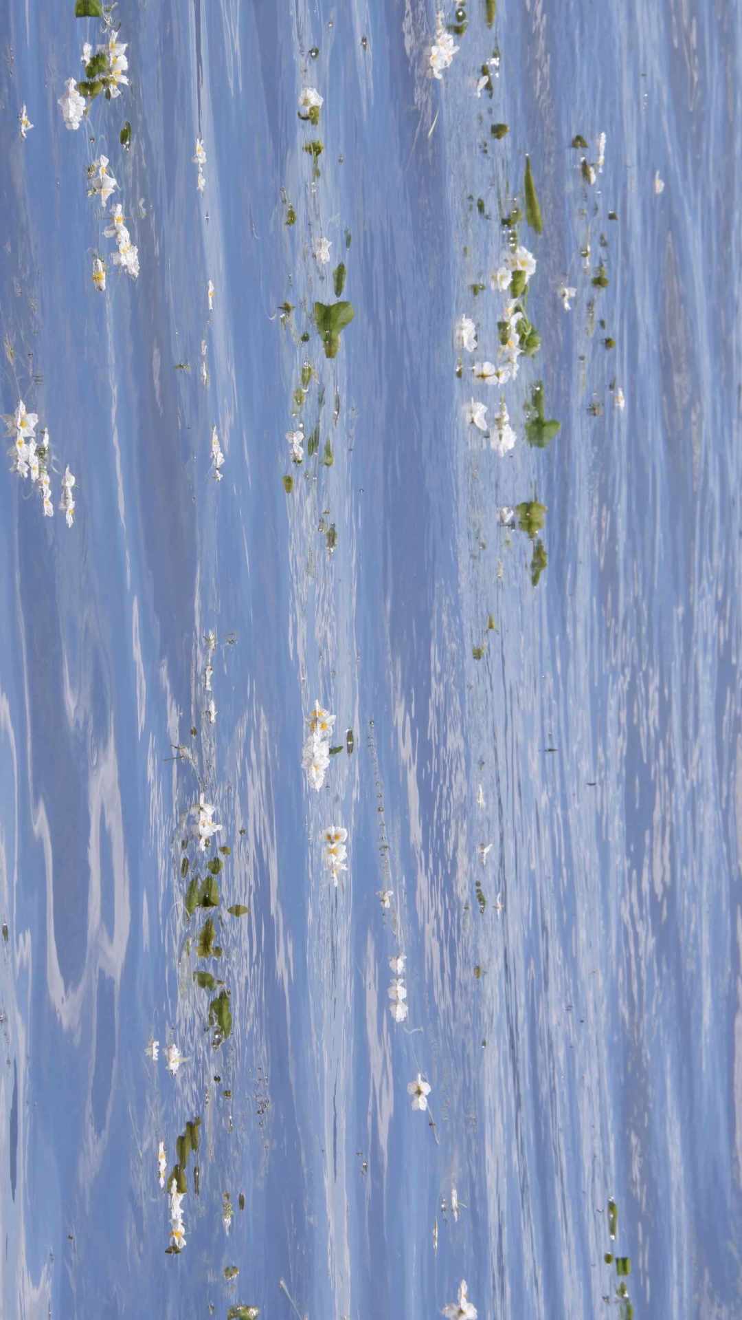 环洱海的附加题:海菜花正处盛花期,95万平方米“水下星空”怎么一次性看到