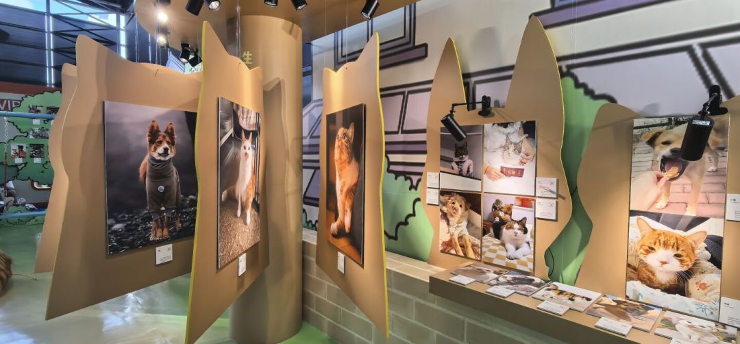 千猫瘫痪一个半月,亚宠展本周开展:大促囤猫粮前,先查这三件事