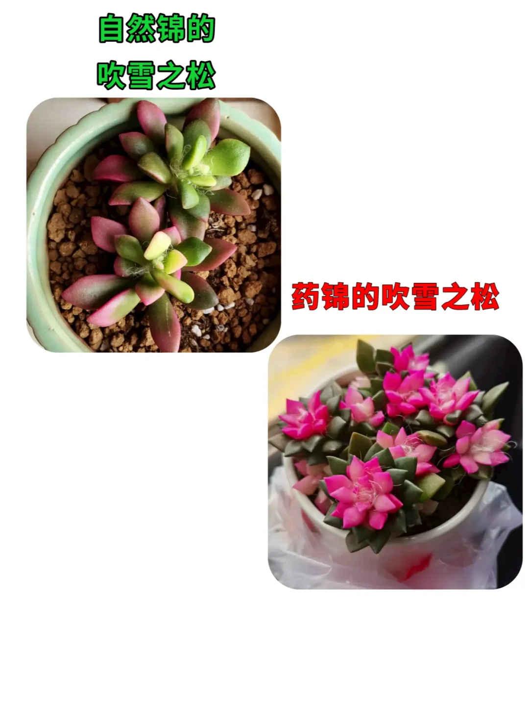 多肉入盆季前的避坑账：9块9的大水桩，为什么可能比贵几倍的状态苗还贵