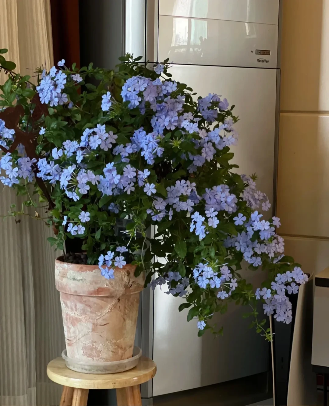 夏天已经给你的花园打完分了:一份经过40℃实测的