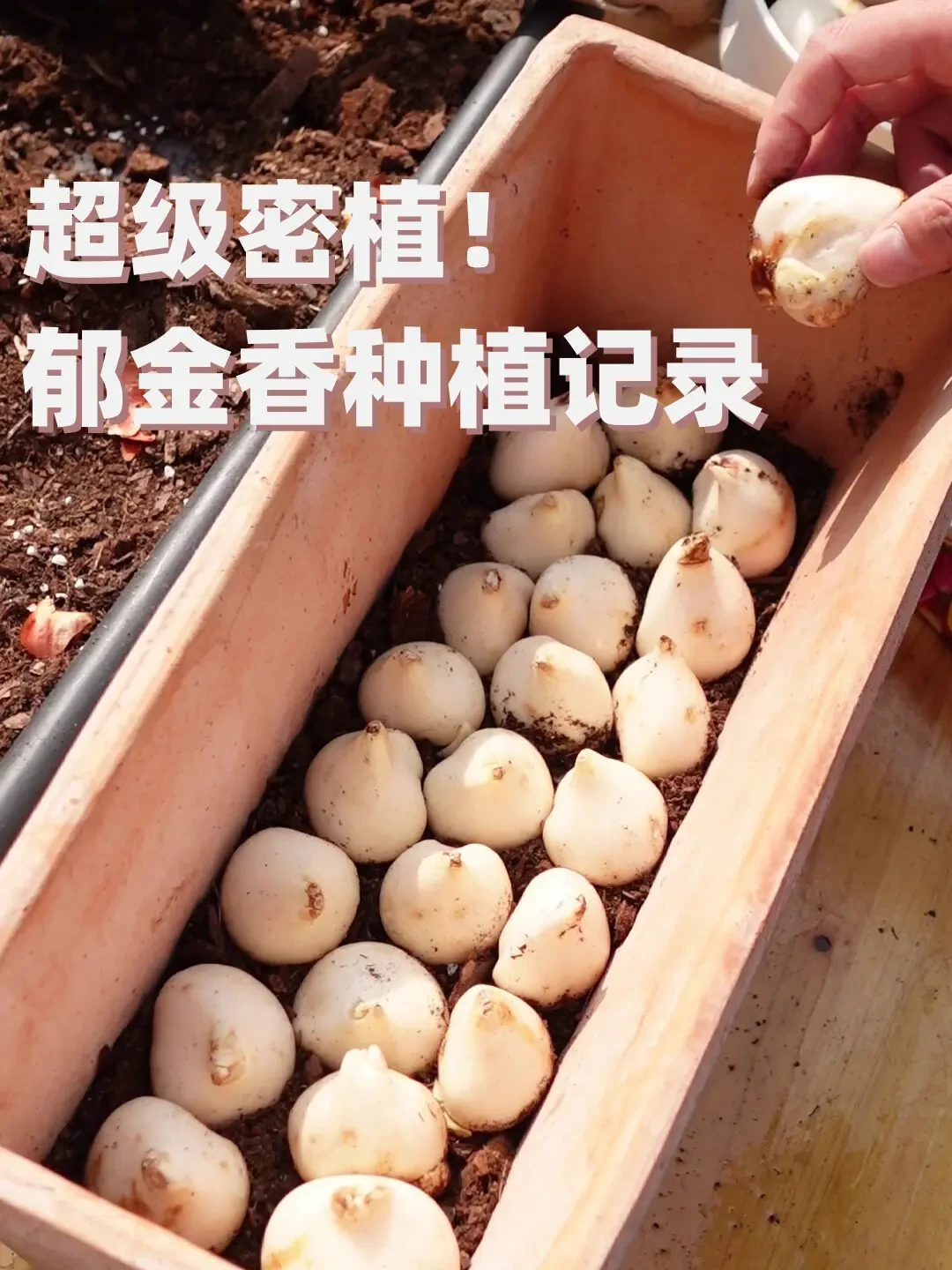 夏天已经给你的花园打完分了:一份经过40℃实测的