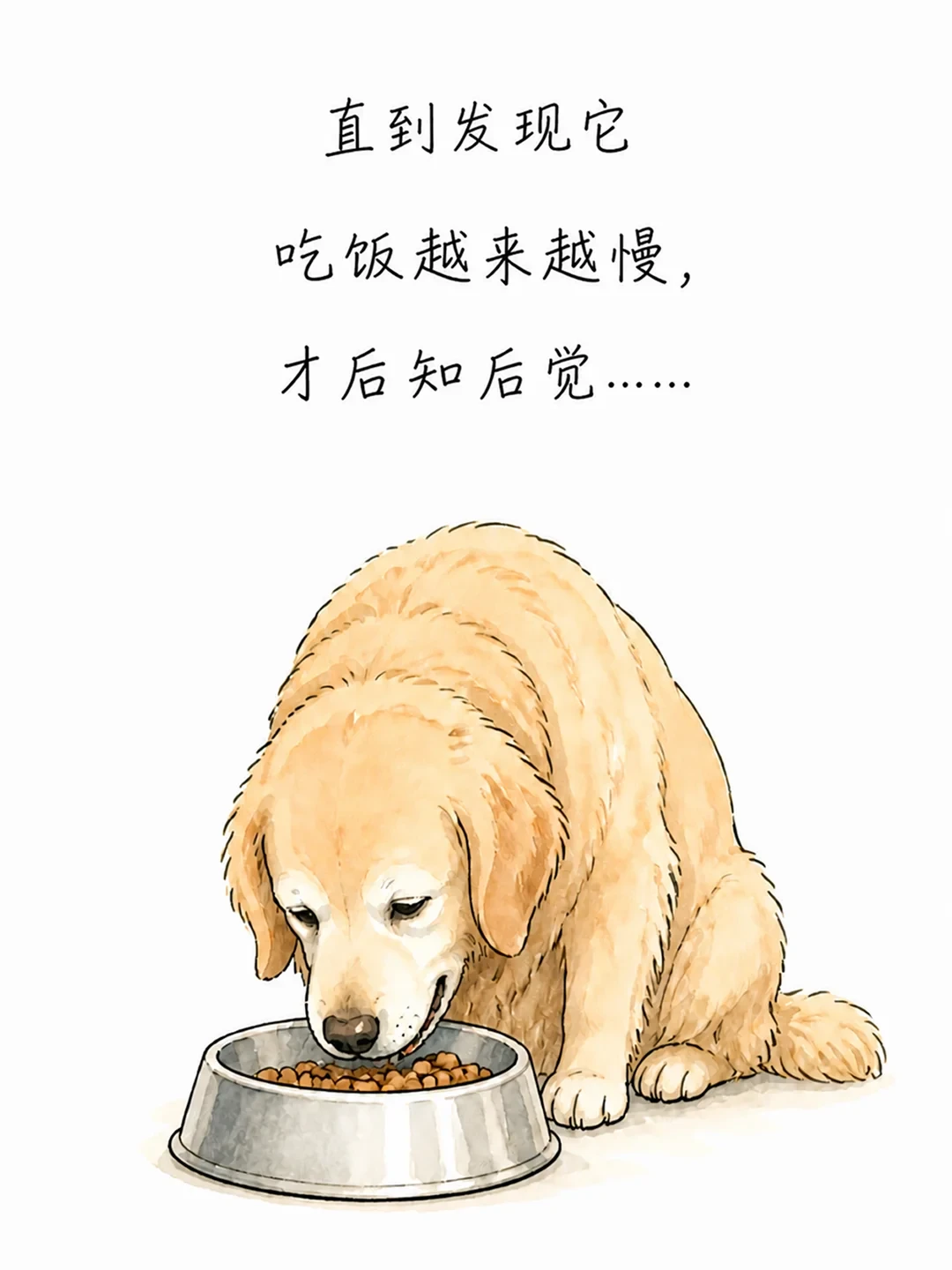 老年犬吃饭越来越慢，别急着怪它挑食：「咬不动」判断信号清单+五种软食方案对比