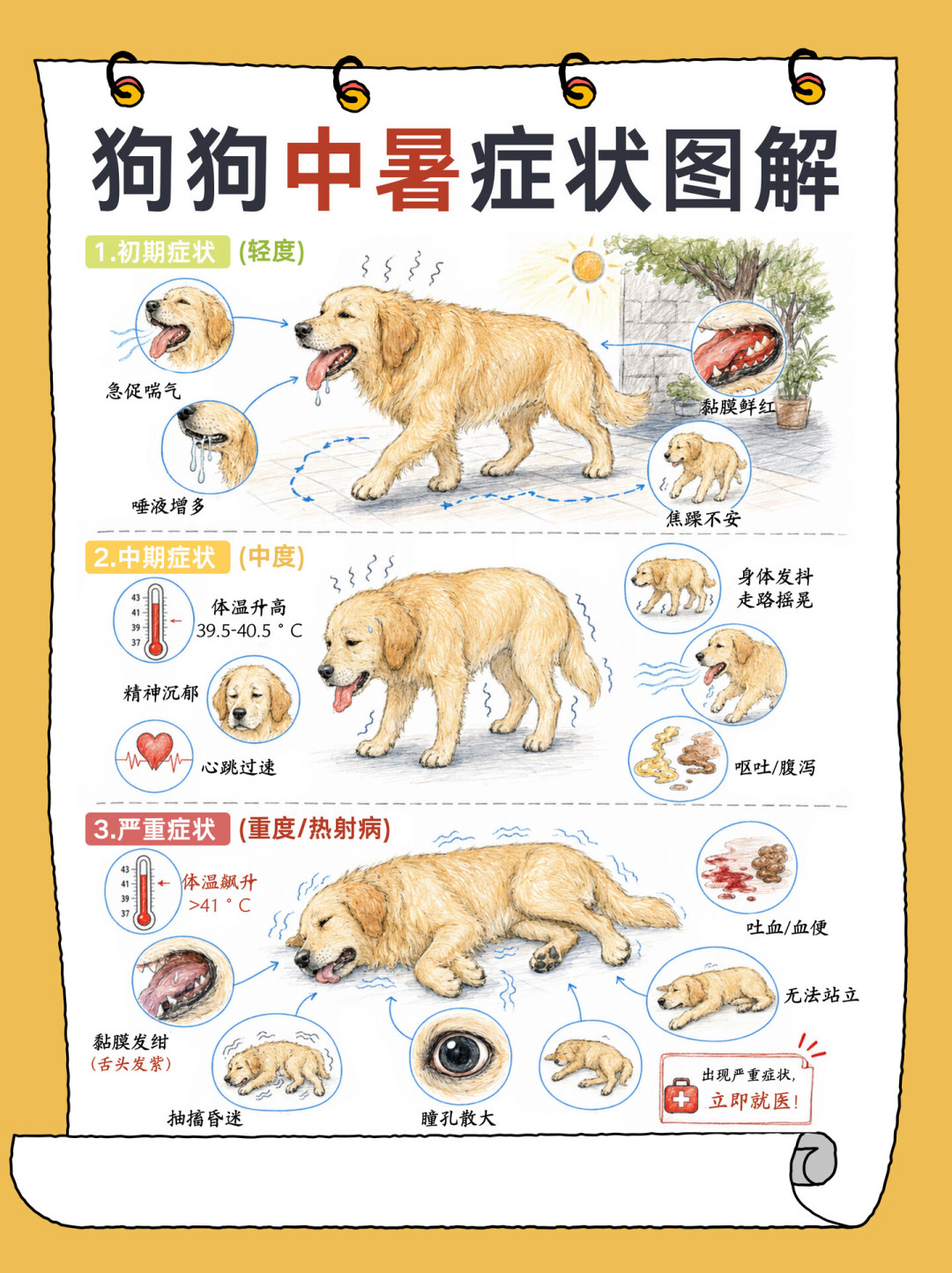 边牧寄养5小时死于高温上热搜:狗中暑急救4步和3个
