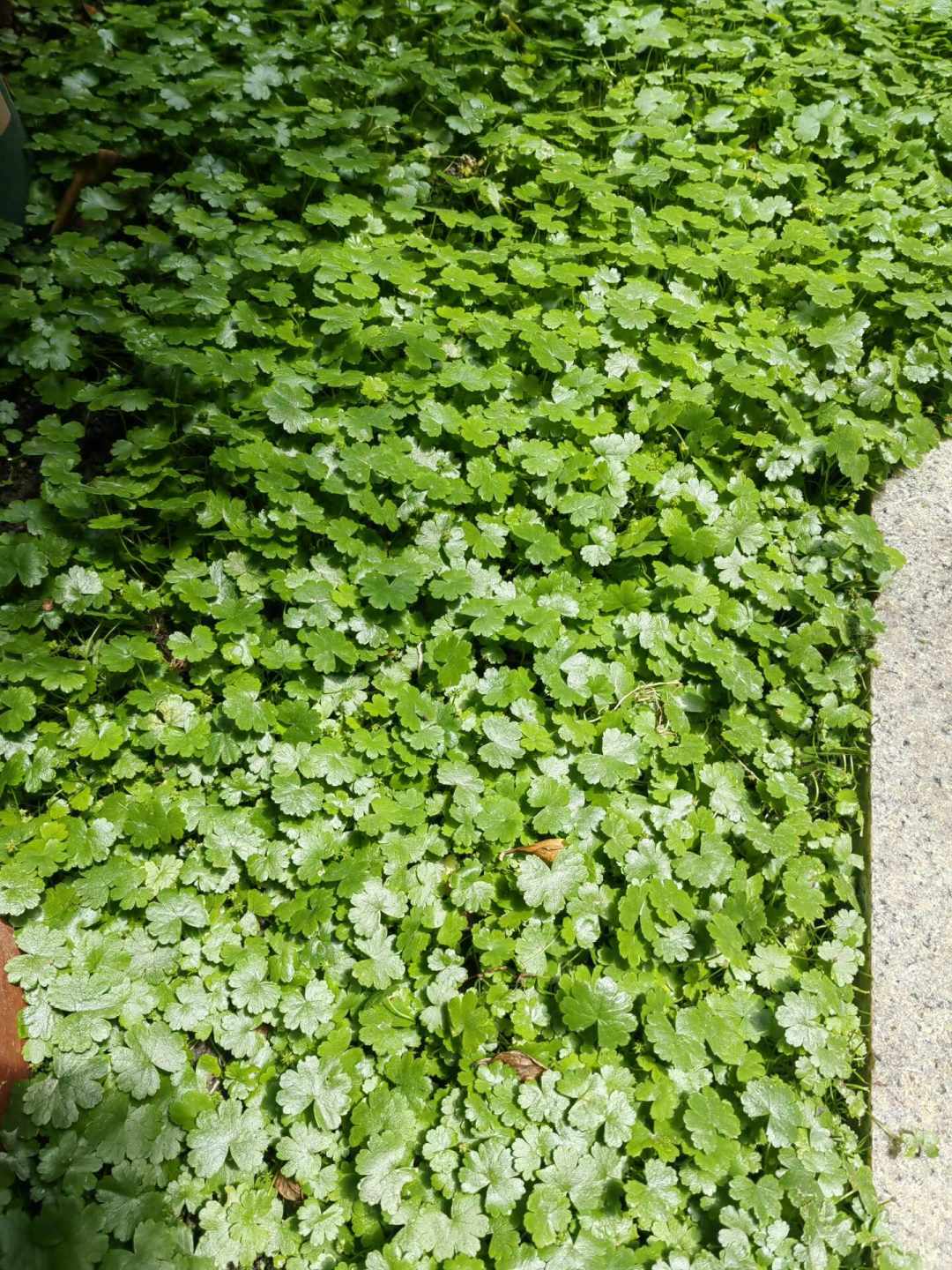 三无水草缸进入最难熬的一个月：先别下单冷水机，看这份耐热植物调整清单