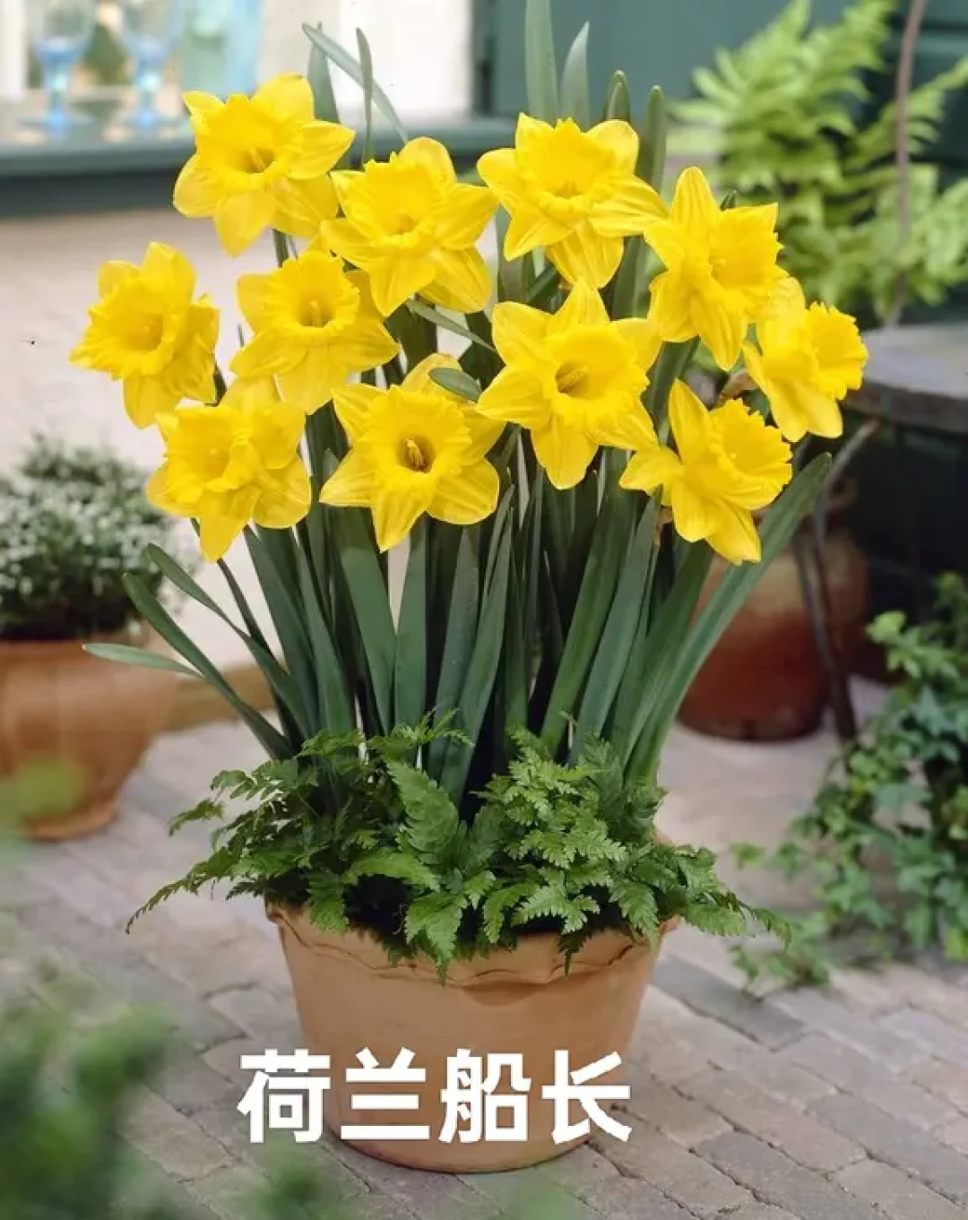水仙种球5.9元3个刷屏：想雕年宵水仙的，先别急着占这个便宜