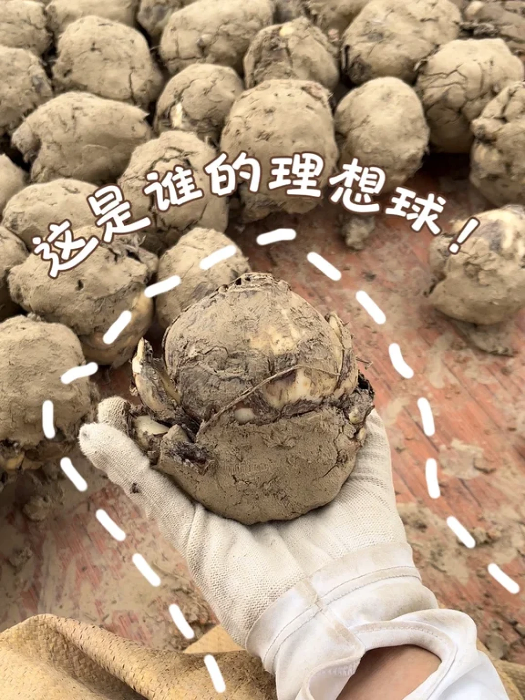 水仙种球5.9元3个刷屏：想雕年宵水仙的，先别急着占这个便宜