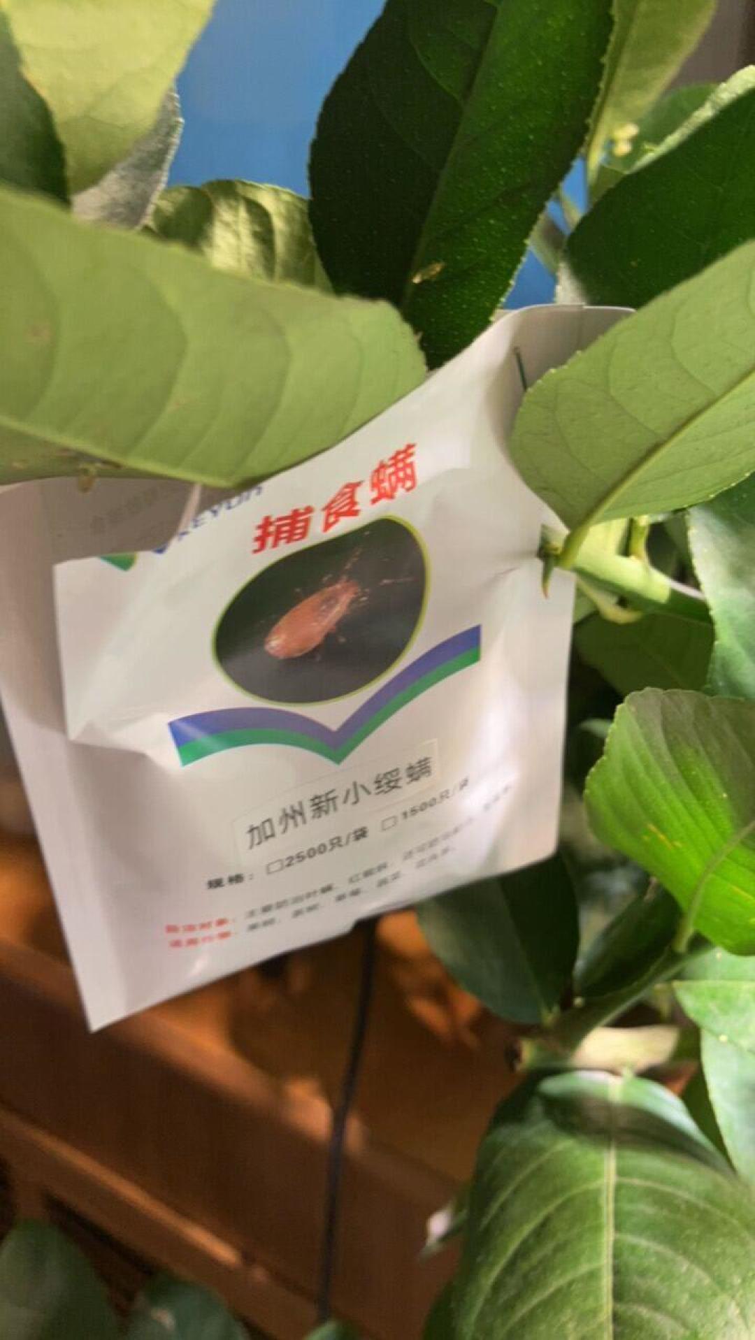 以虫治虫上新闻了:阳台红蜘蛛不想喷药,先看完这份捕食螨避坑指南再买