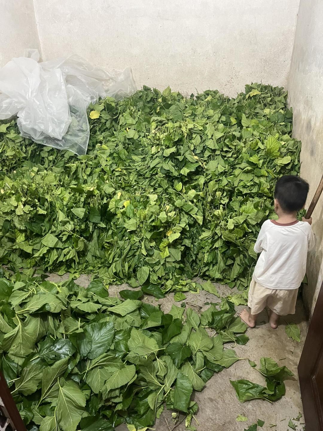 秋蚕季已经开席,买蚕种前先算这笔“桑叶账”:一条蚕一生只吃22克叶,但八成以上集中在最后一周