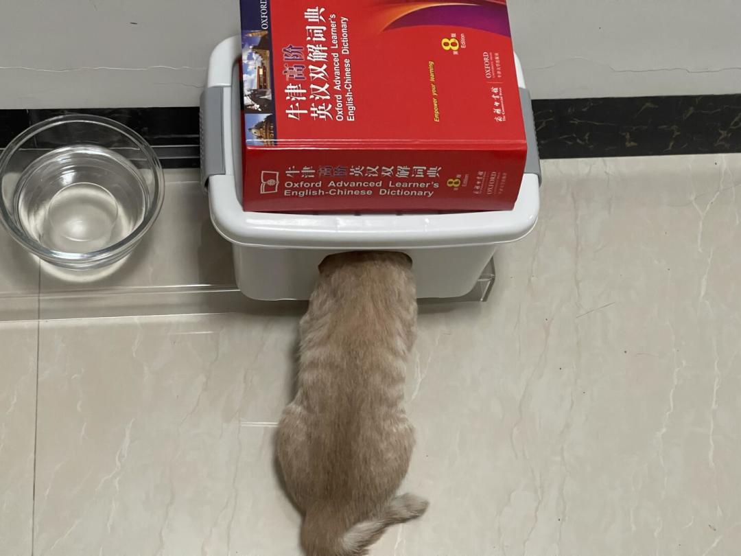 为防抢食，多猫家庭连600多的刷脸喂食器都买了，但有猫宁愿饿着