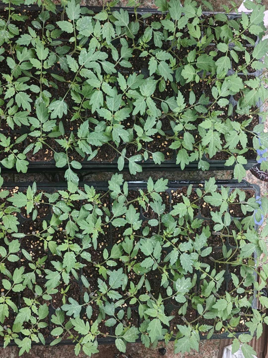 小番茄一夜之间裂了？先别急着买钙，真正有用的是这3件事
