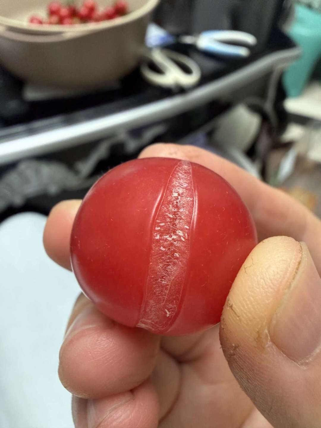 小番茄一夜之间裂了？先别急着买钙，真正有用的是这3件事