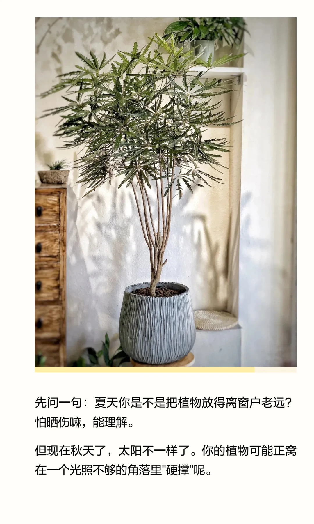 八月末,室内绿植迎来“黄金窗口”:换盆、施秋肥、挪位置都有时间差,看信号别看日历