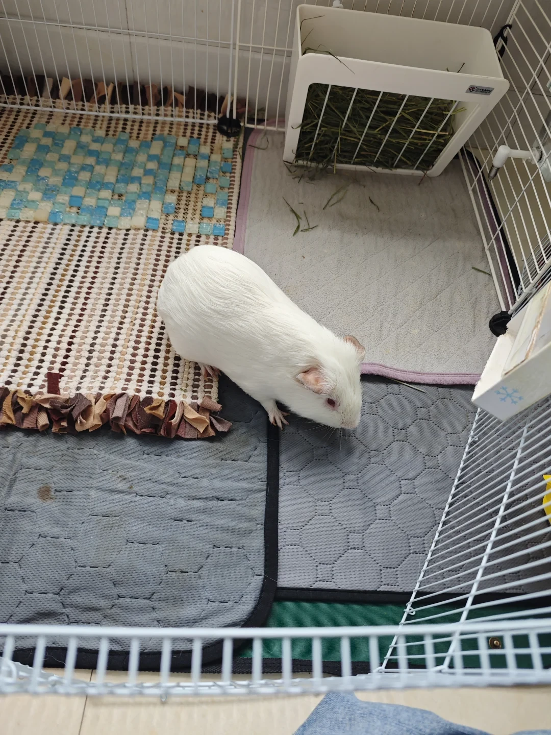 开空调怕肺炎，不开怕中暑：荷兰猪过夏天到底怎么降温才安全？