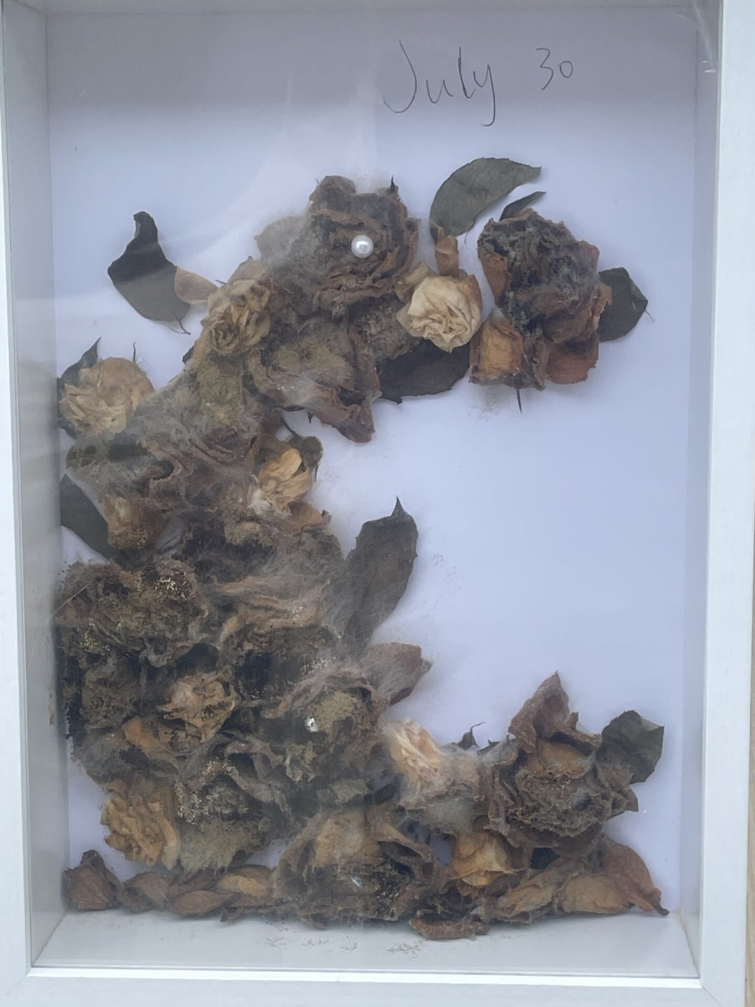 植物标本作业别夹书：夏天易发霉发黑，4种脱水方法按剩余天数选
