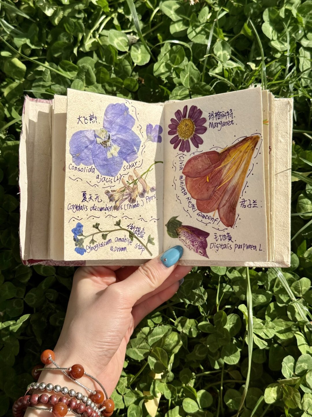 植物标本作业别夹书：夏天易发霉发黑，4种脱水方法按剩余天数选