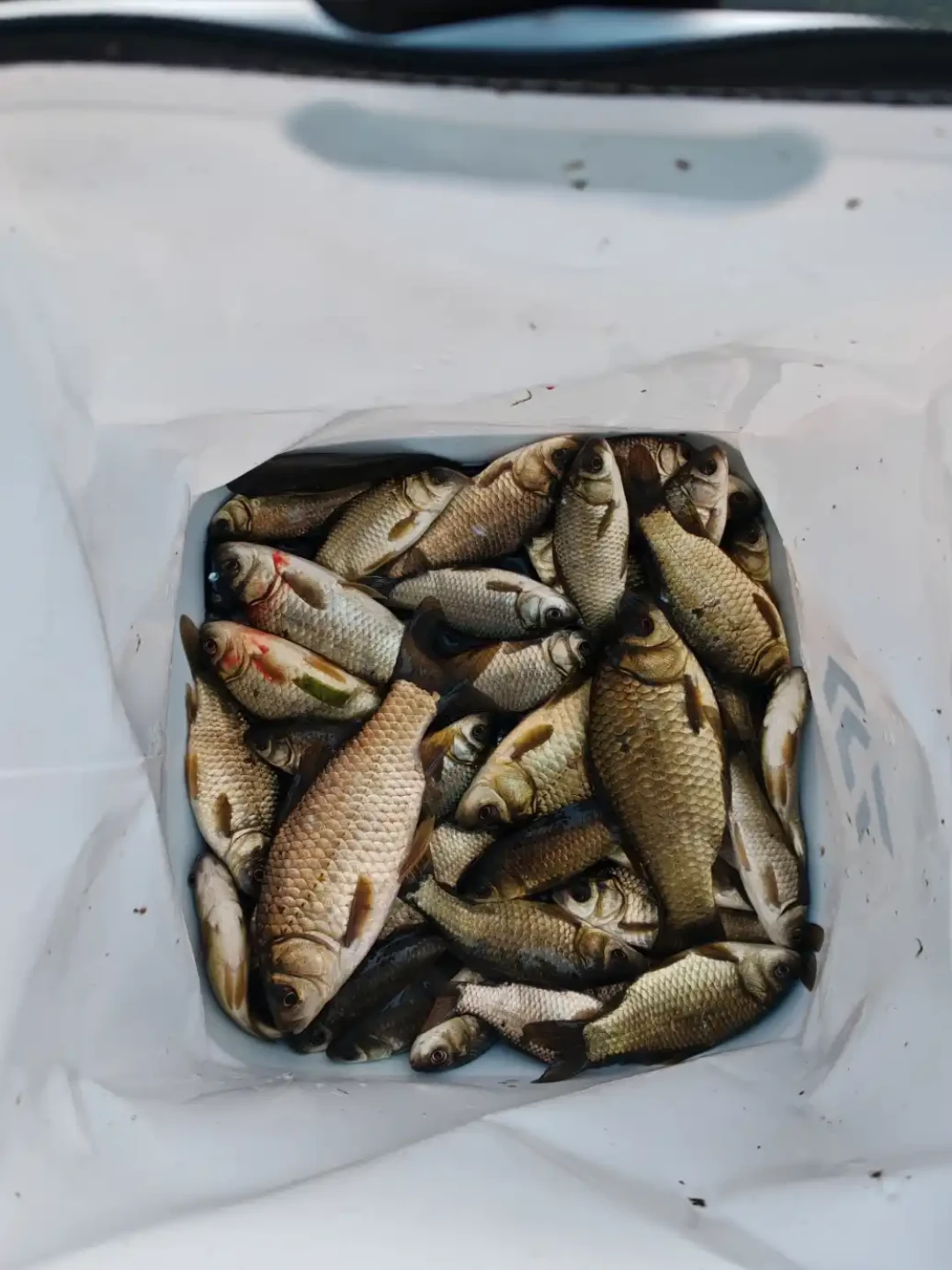 同一袋疯钓鲫,有人说
