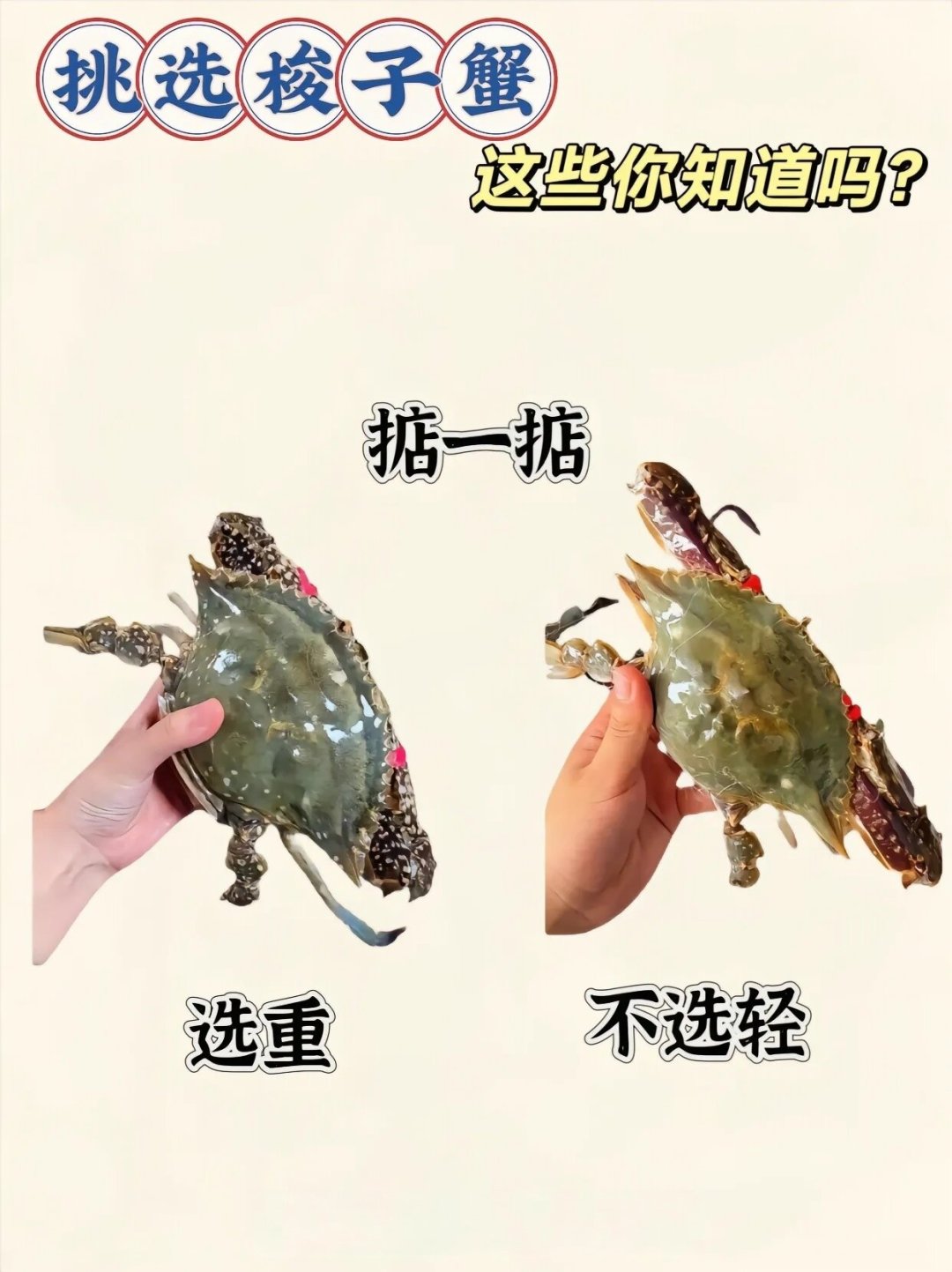 10元一斤的梭子蟹能冲吗?先算清这笔账,再用3招挑到肥蟹