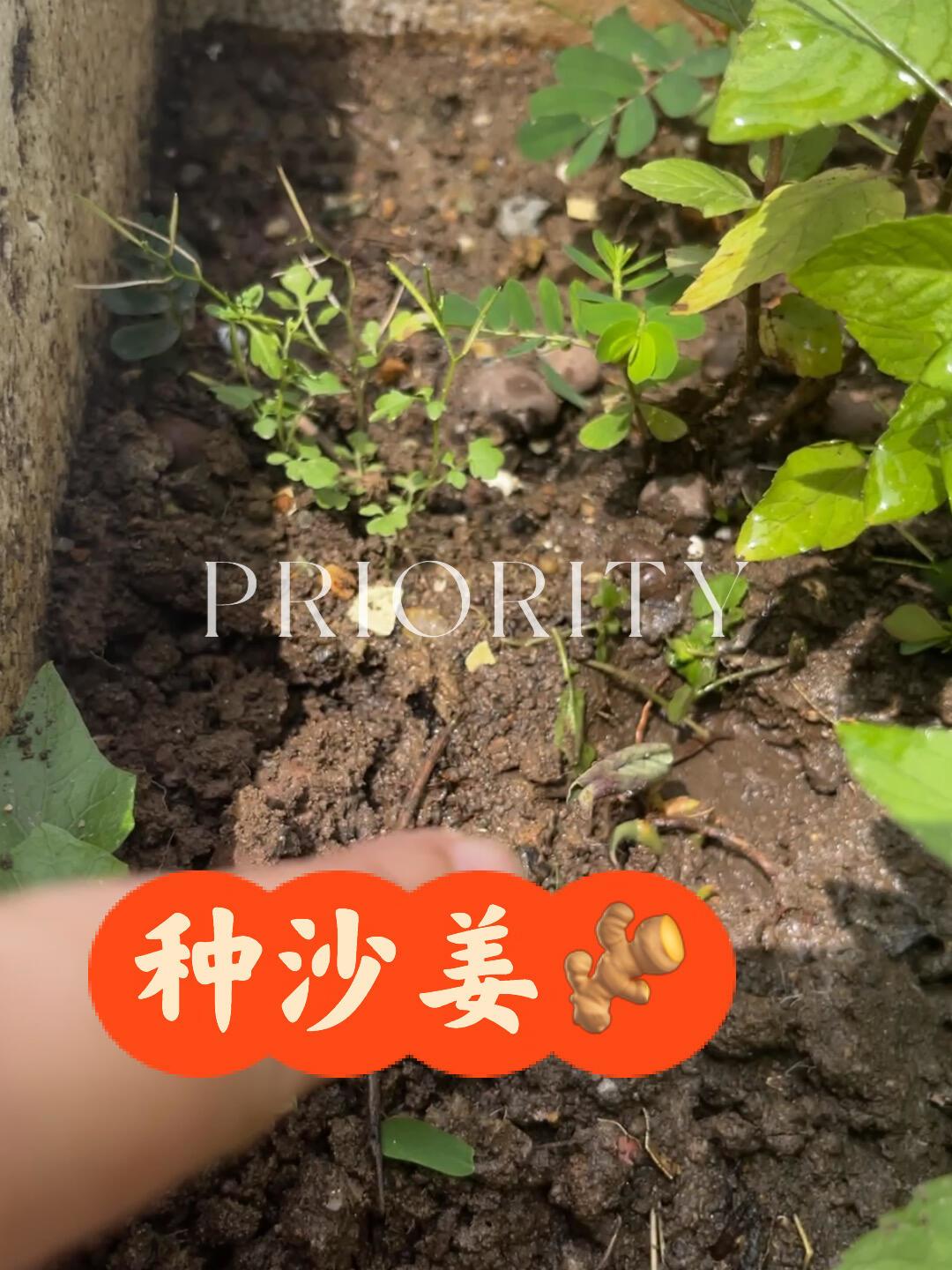 沙姜开花了先别挖:采收信号不在花上,8月只管做好三件事