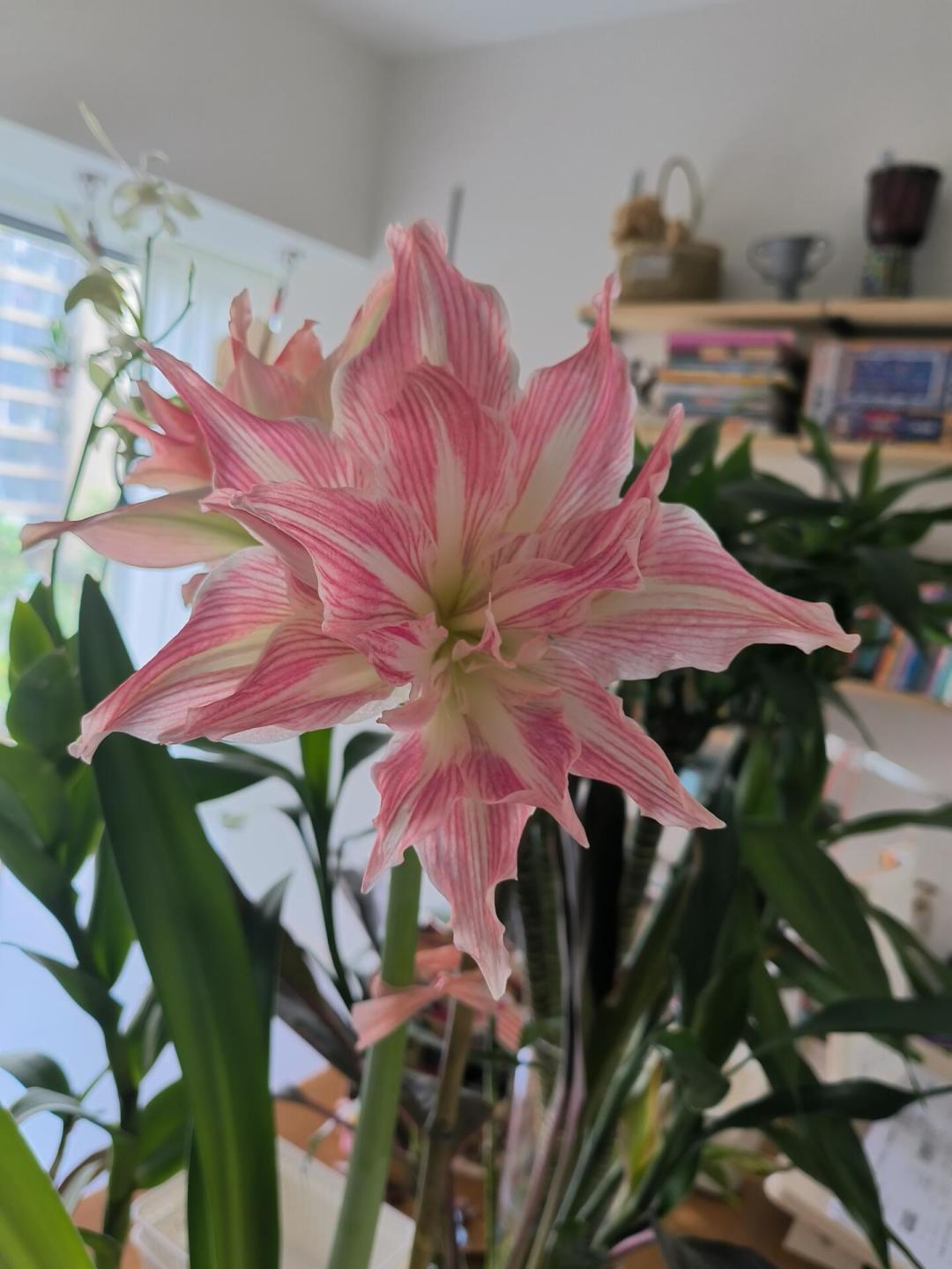 种球季开闸,朱顶红从大几十跌到3块9:在海蒂的花园下单前,先看这篇避坑笔记