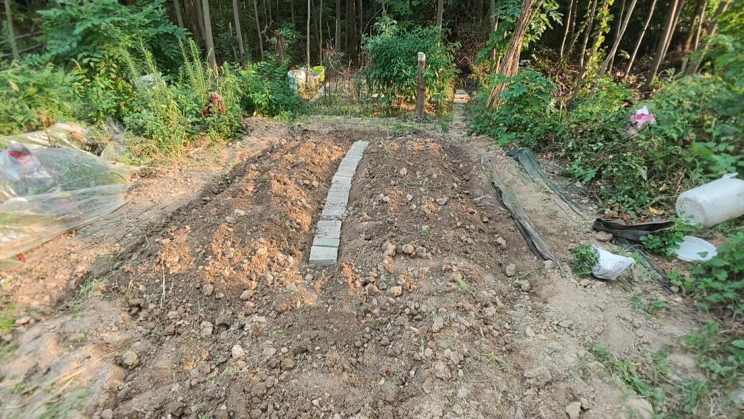 土壤板结买什么?稻壳、羊粪、蚯蚓粪、菌剂排排坐,秋播前把改土这笔账算清楚