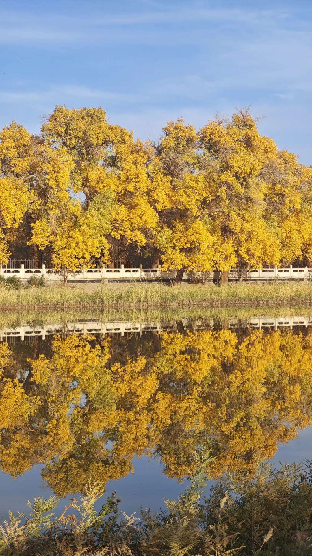 请3休13去额济纳看胡杨林?黄金峰值只和假期重合3天,三套方案和订房死线都替你算好了