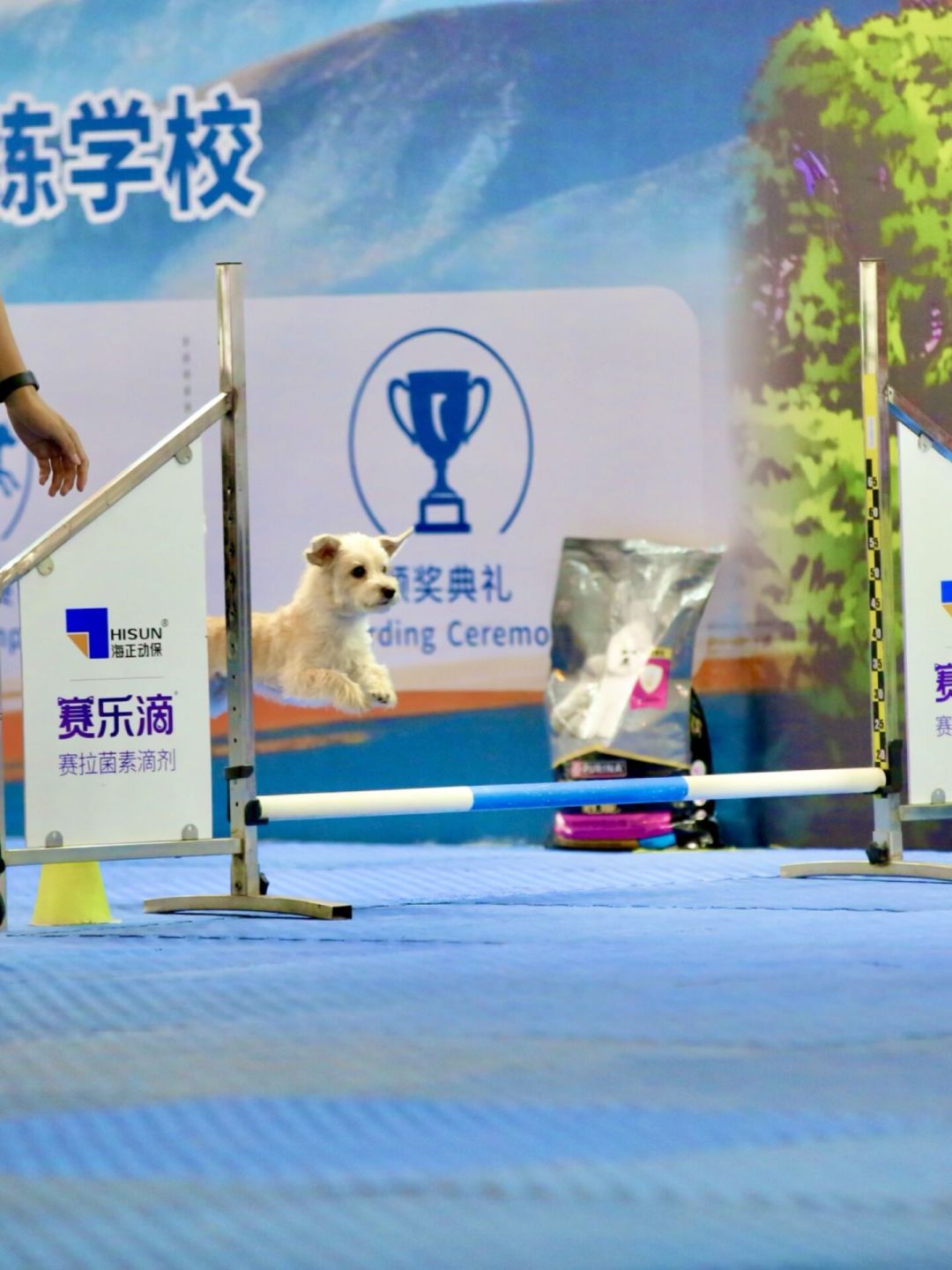 串串犬拿下全国敏捷大赛季军：带狗入坑之前，先把这笔试错费算清楚