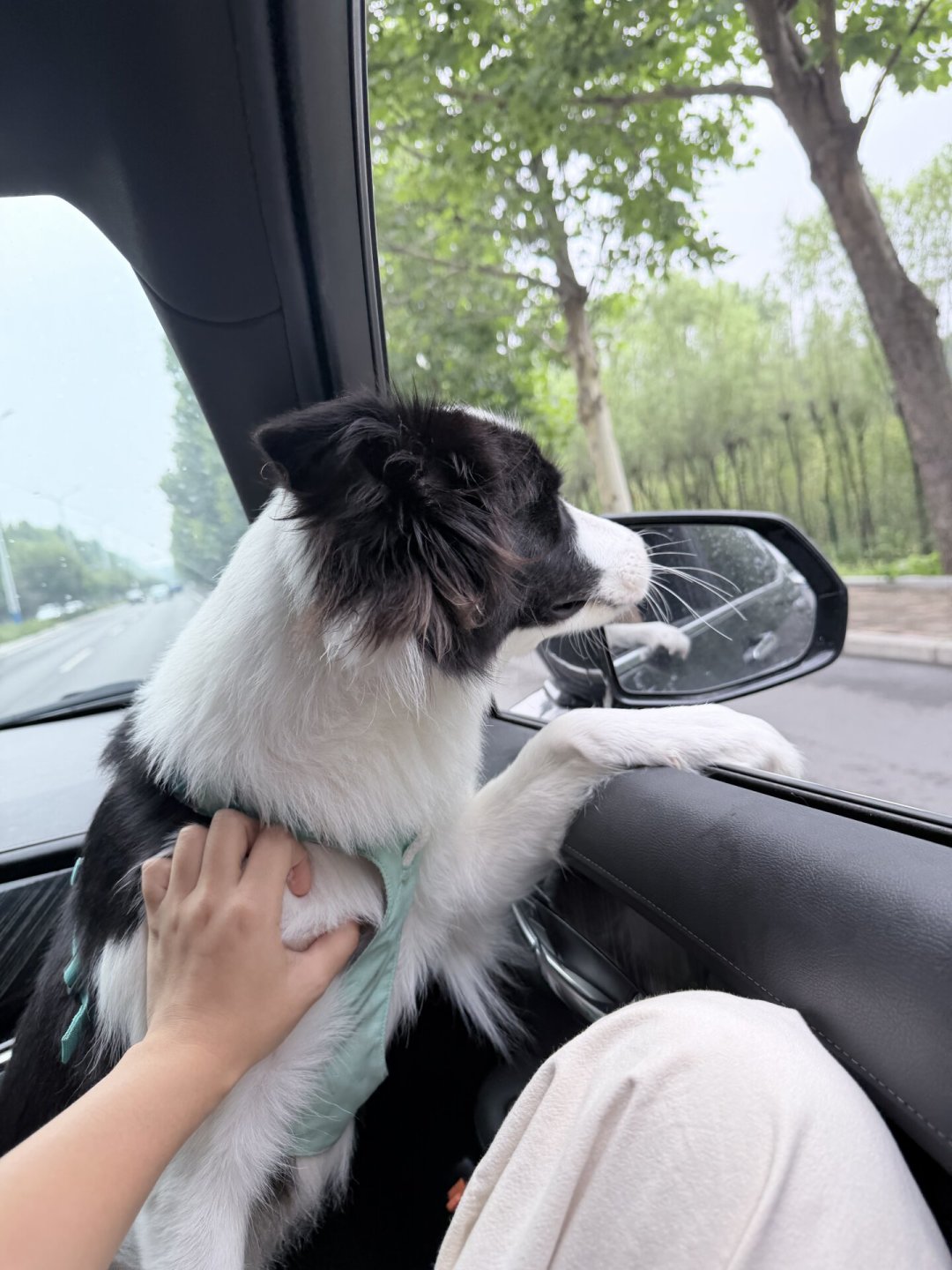 开了3小时到北戴河被劝返,有人同期带狗却正常进了:对完近半年20多篇带宠自驾实测帖,这份信息核对清单请收好
