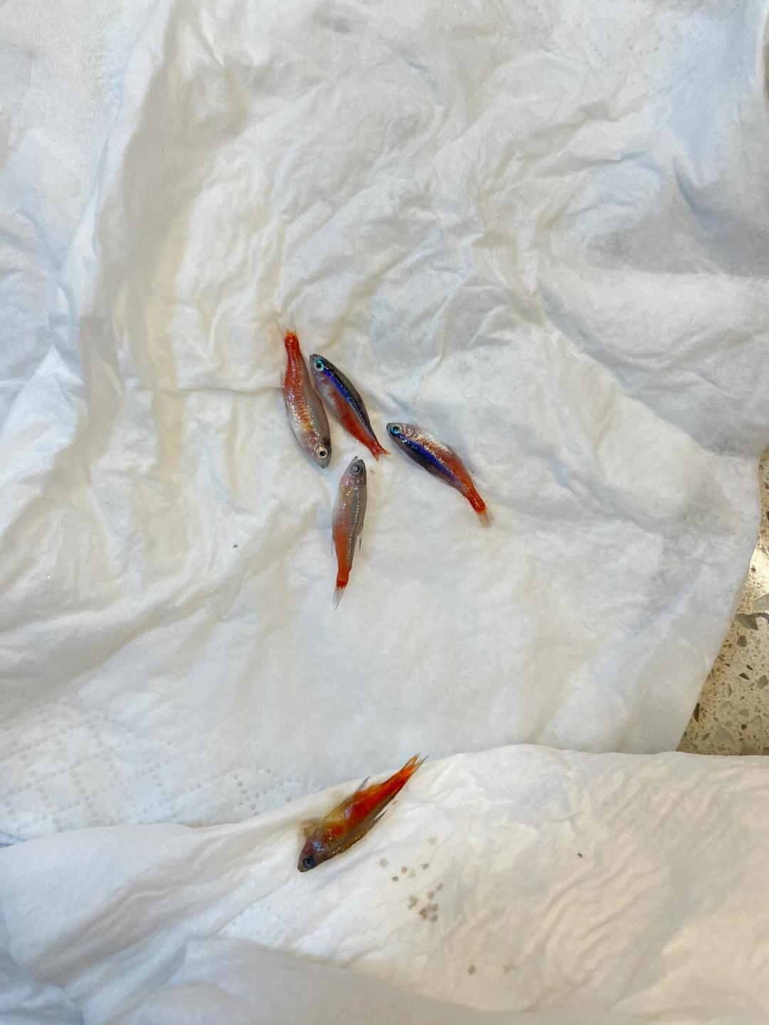 冻水瓶撑不住,吹风扇怕死鱼?比了比网传的7种免费降温法,真正能抄的只有2种
