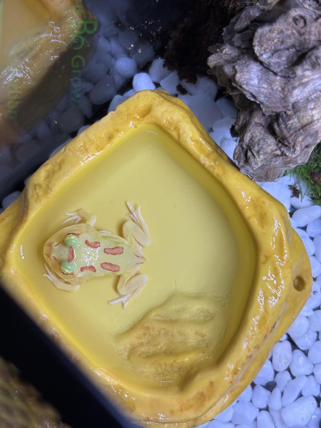 角蛙跌到2块一只,门店生意却涨了5倍:这只