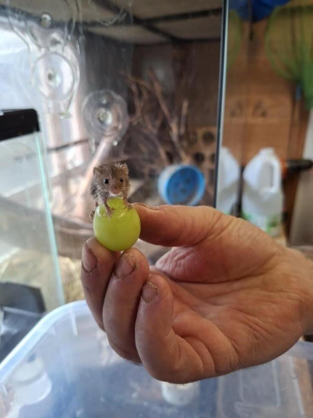 睡鼠视频8月刷屏,第一批冲动下单的已经开始免费送:这5句销售话术,下单前逐条对着真相验一遍