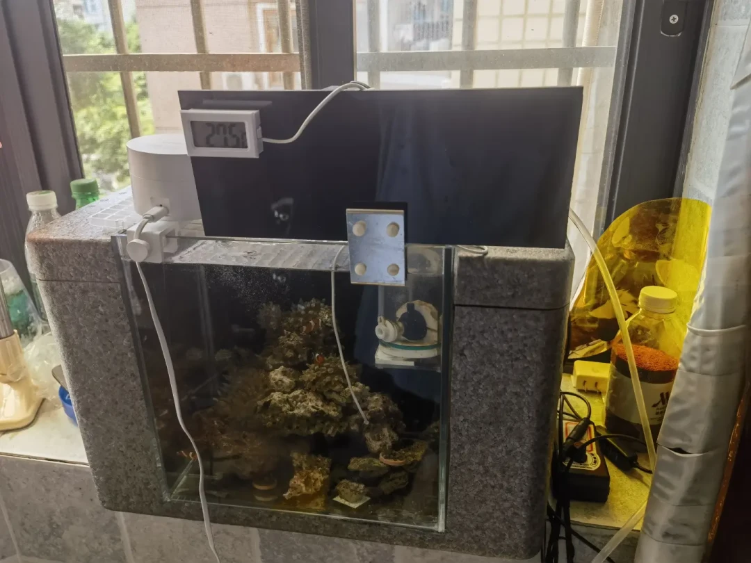 水温破30℃,先别急着往缸里扔冰瓶:翻完30多条全网实测记录,5种鱼缸降温方案的真实效果和花费都在这了