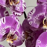 9月对蝴蝶兰做这件事，今年大概率看不到花