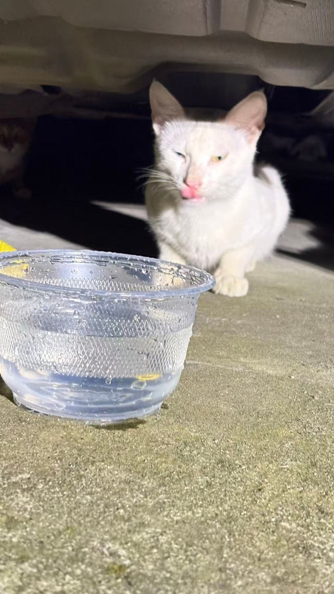 #上海数十万只流浪猫正在经历最难的夏天#上热搜那天，我把高温投喂的