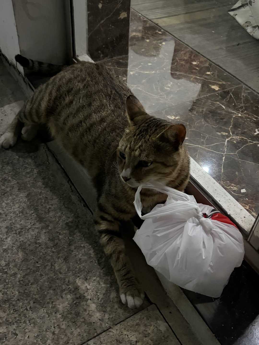 #上海数十万只流浪猫正在经历最难的夏天#上热搜那天，我把高温投喂的