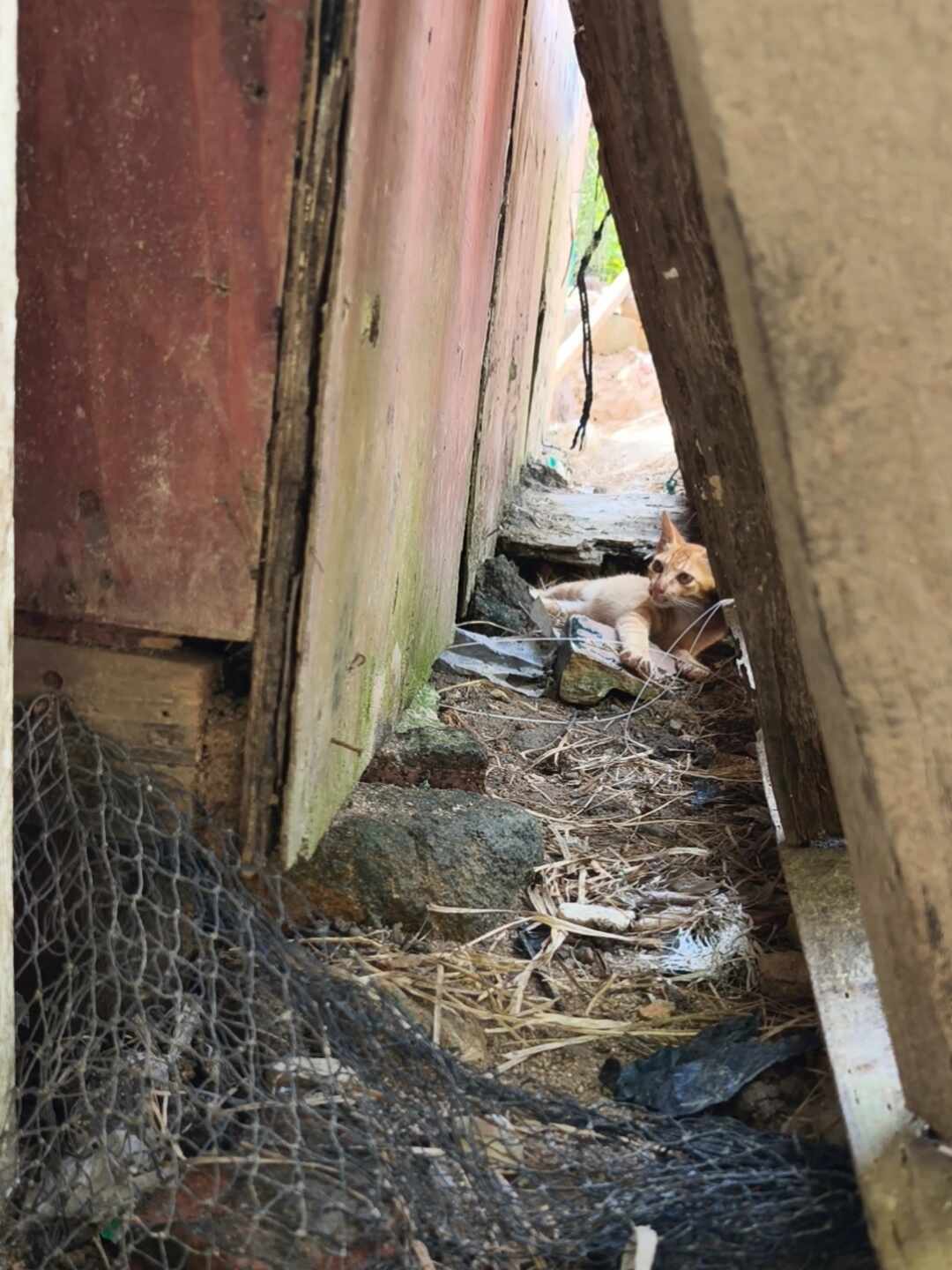 #上海数十万只流浪猫正在经历最难的夏天#上热搜那天，我把高温投喂的