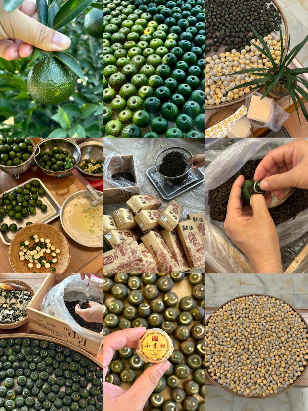 新季小青柑开摘了,