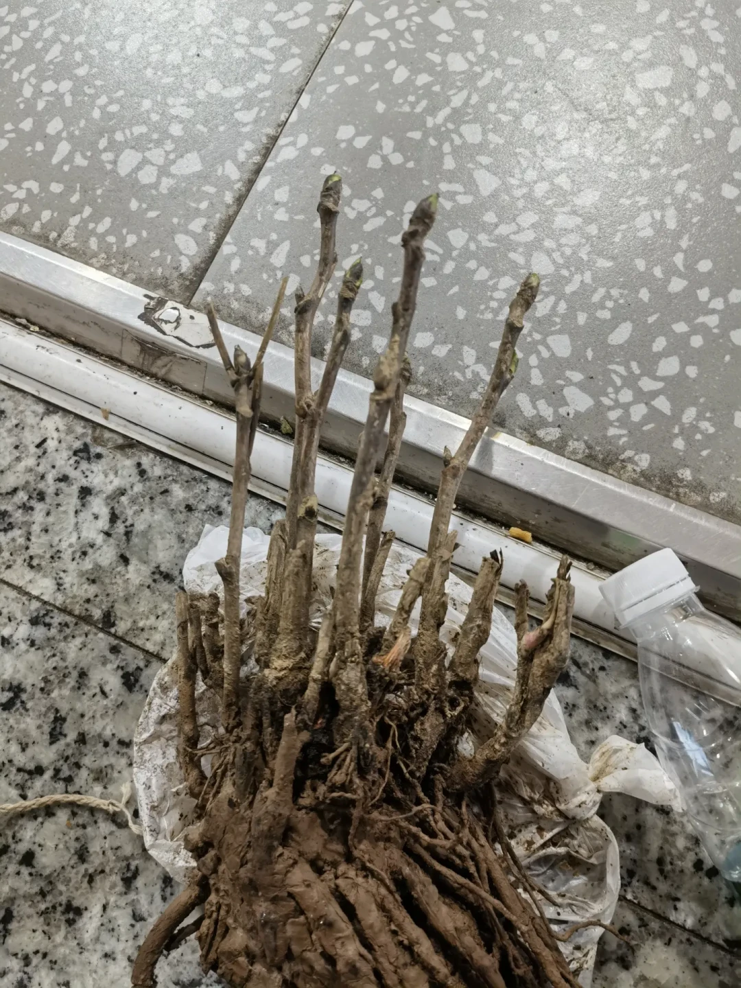 牡丹裸根苗预售窗口开了:一年就流通这一季,看完4种假苗套路和价格底线,先查地区再下单