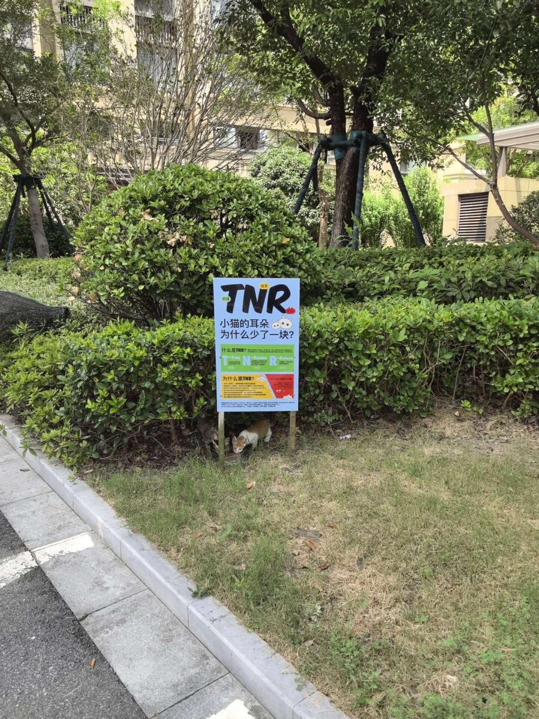 “喂流浪猫被判赔24万”改判了:我翻完三地判决和2026新规,整理出一张投喂风险边界清单