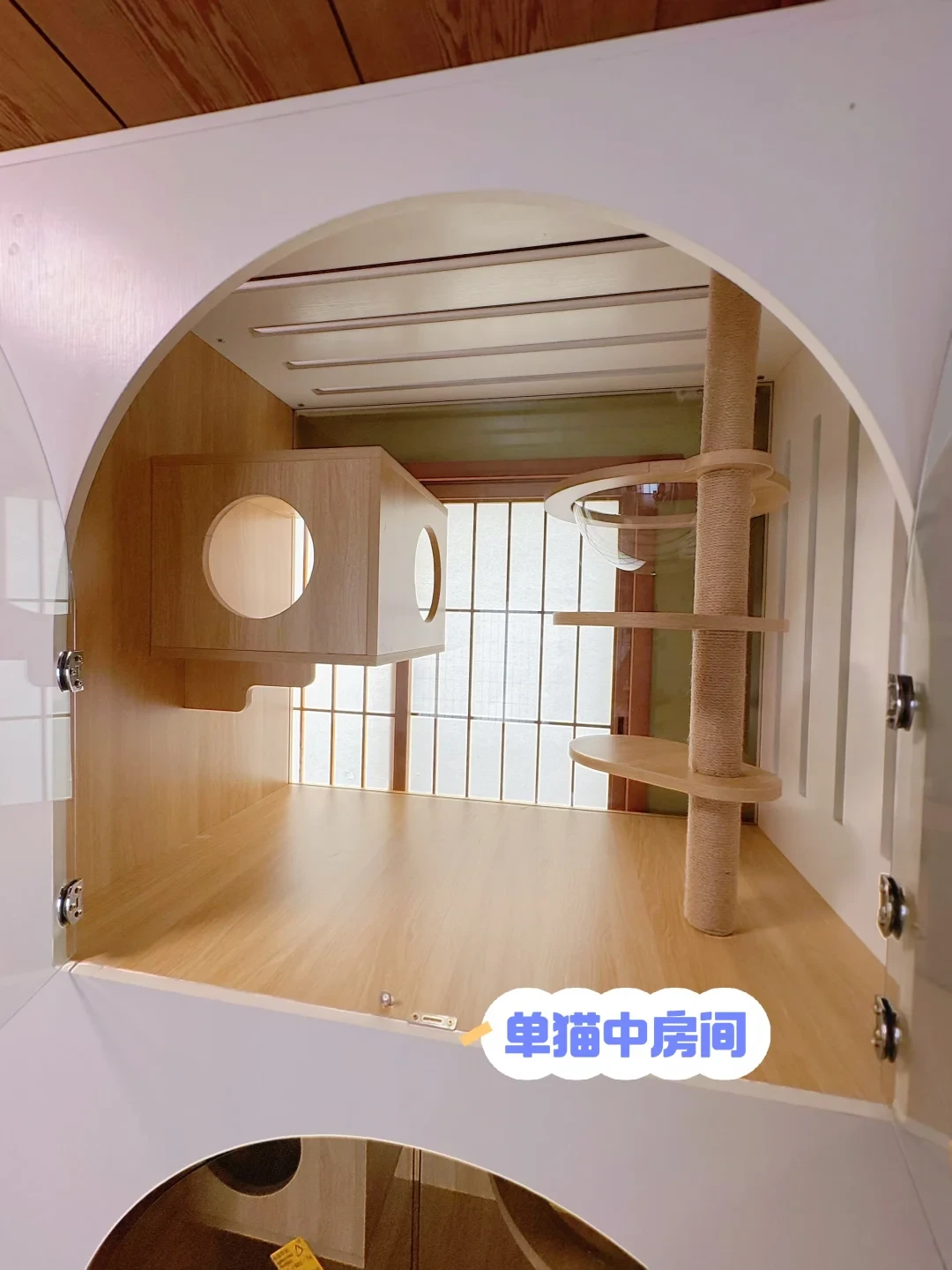 猫咪寄养一晚30到700元:算清4种安置方式后,对猫最稳的是“不出门”
