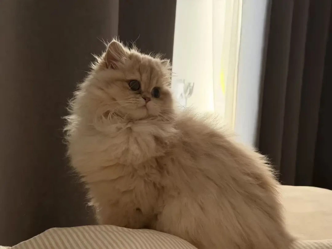 4.5万买的猫发作癫痫,猫舍不认猫:你买的