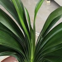 君子兰秋季养护抓住5个关键点，秋冬顺利冒花箭