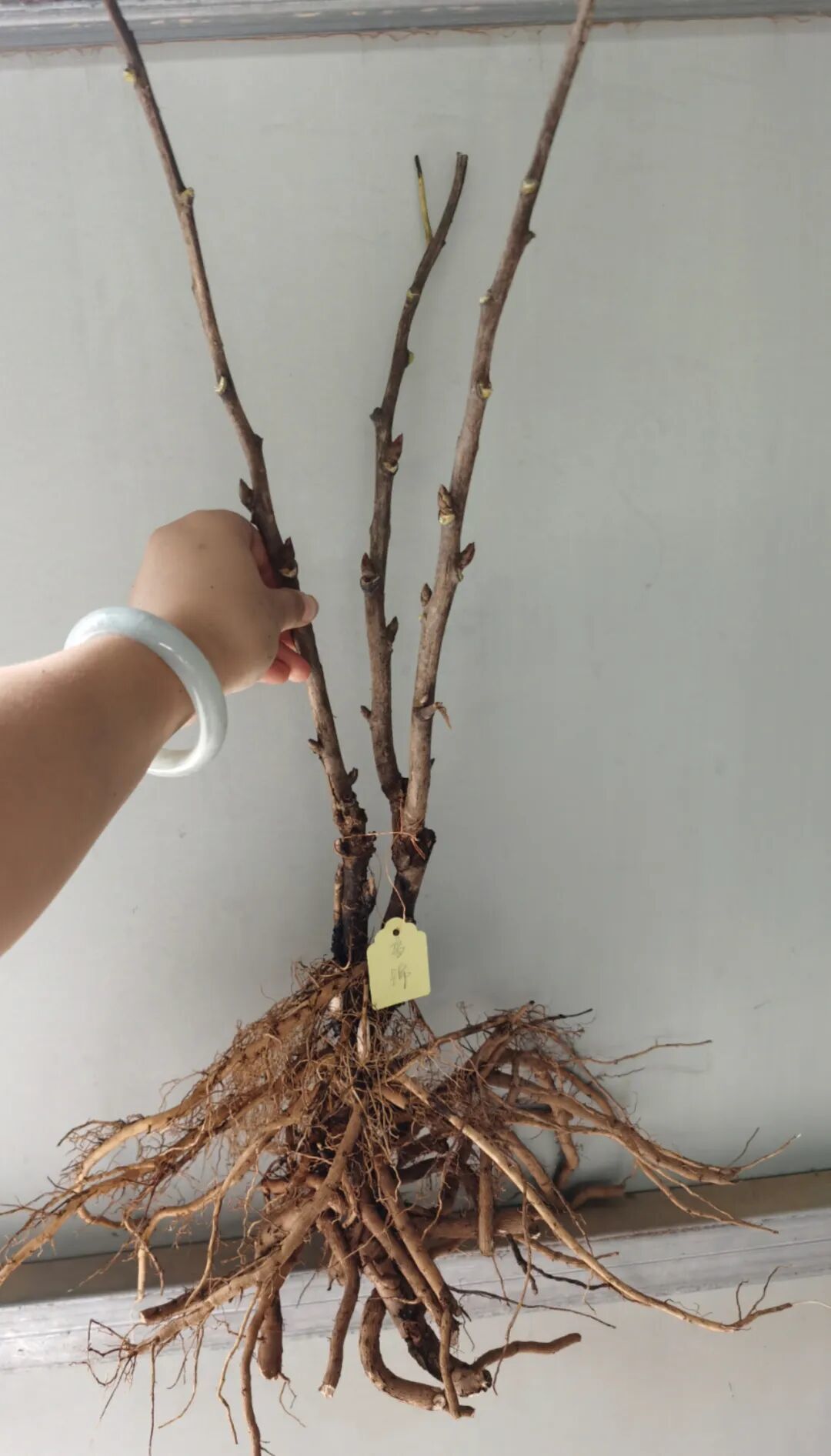 牡丹裸根预售季已开：9块9的“姚黄魏紫”多半是凤丹盲盒，下单前先回答这3个问题