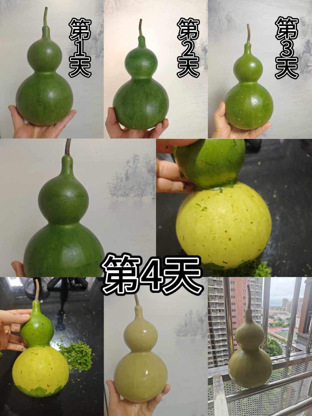 青皮葫芦,9.9元到3850元:新葫芦下树季,先搞懂
