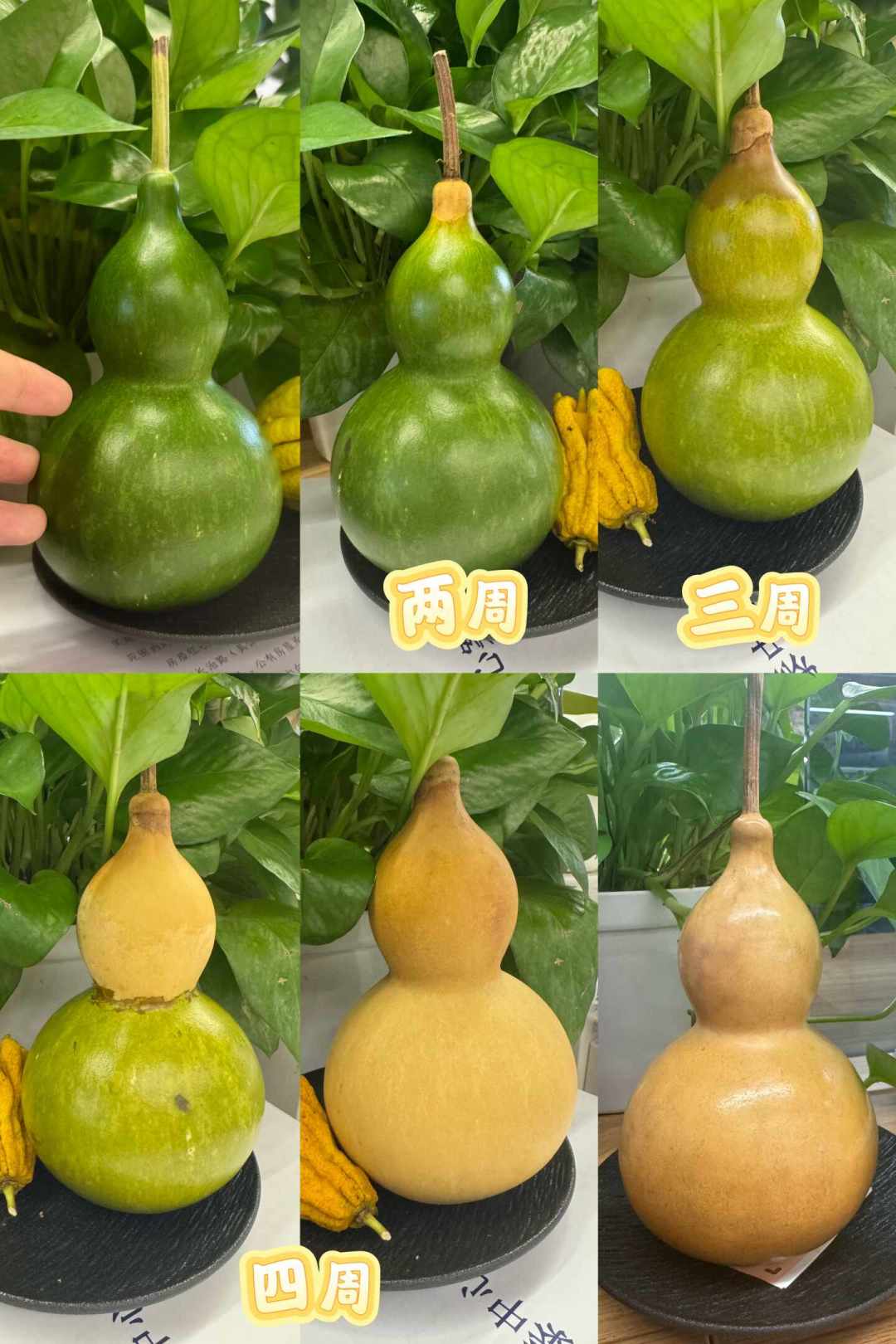 青皮葫芦,9.9元到3850元:新葫芦下树季,先搞懂