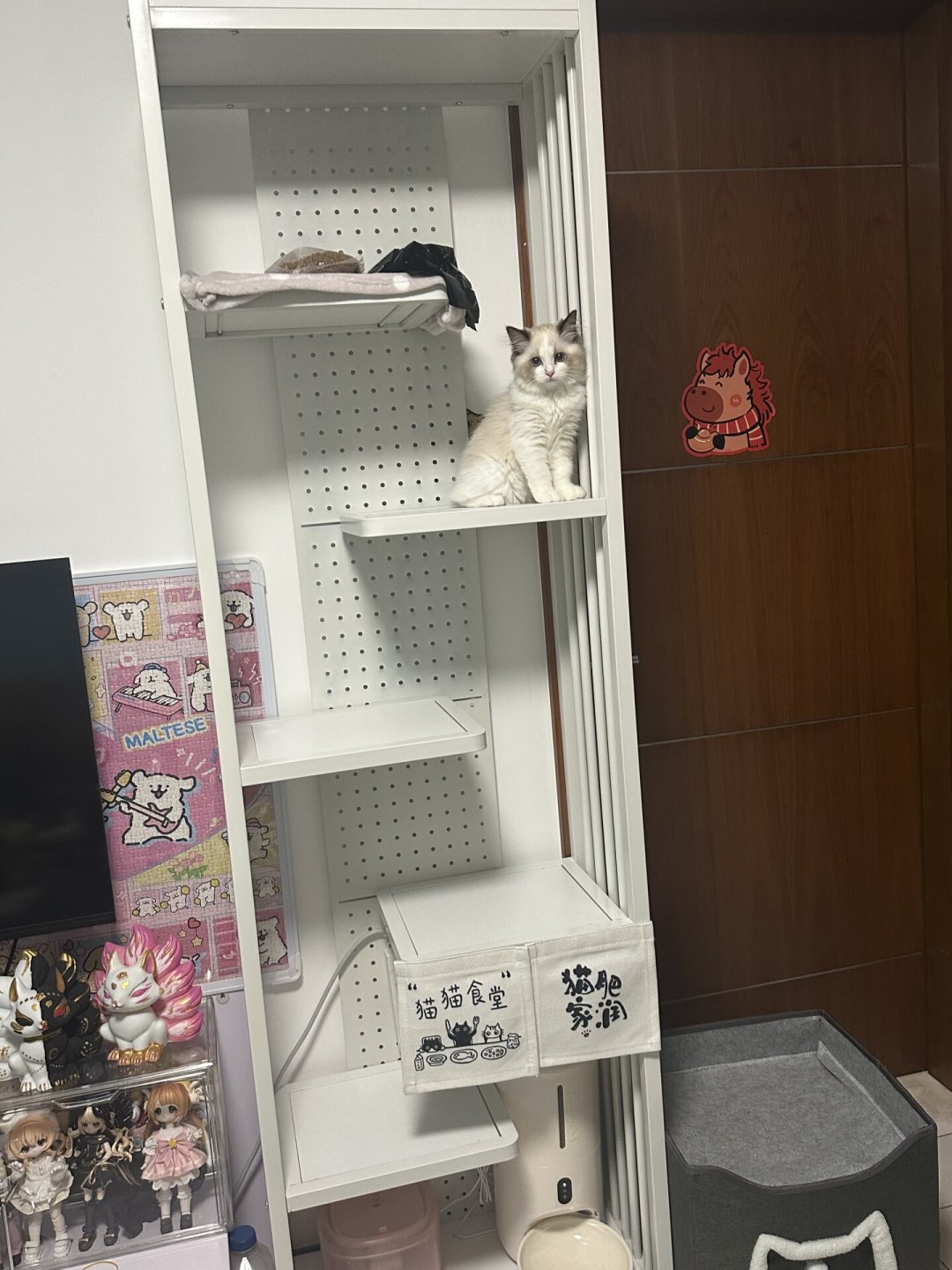 租房不能打孔,猫还得上高:四条免打孔路线盘完了,哪条扛得住、哪条会顶塌吊顶