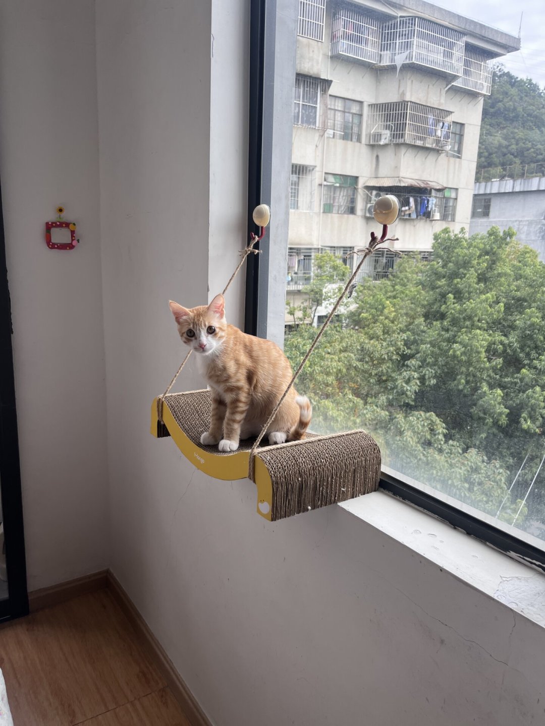 租房不能打孔,猫还得上高:四条免打孔路线盘完了,哪条扛得住、哪条会顶塌吊顶